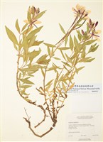 藏品(寬葉柳蘭)的圖片